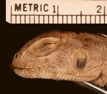 Media type: image;   Herpetology R-15582